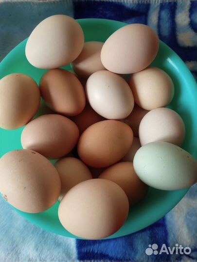 Домашние куриные яйца