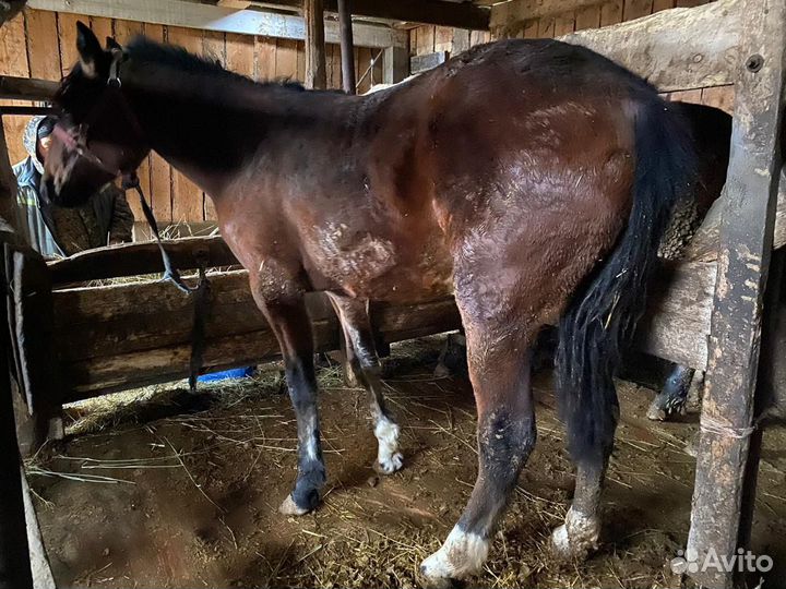 Лошадь 1.7