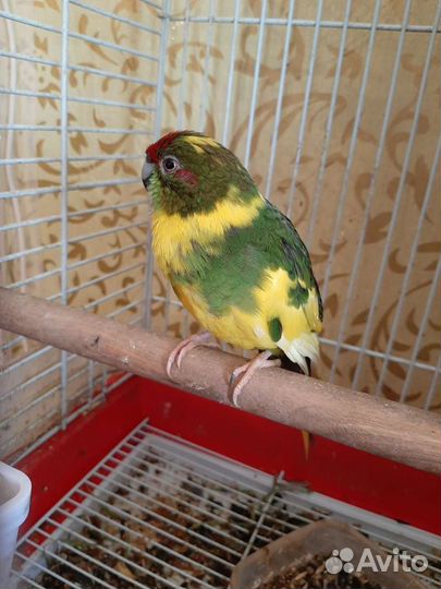 Попугай Какарик с клеткой
