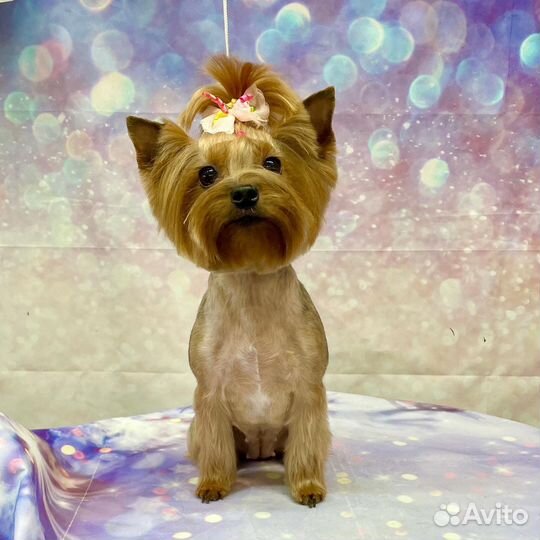 Стрижка, груминг собак