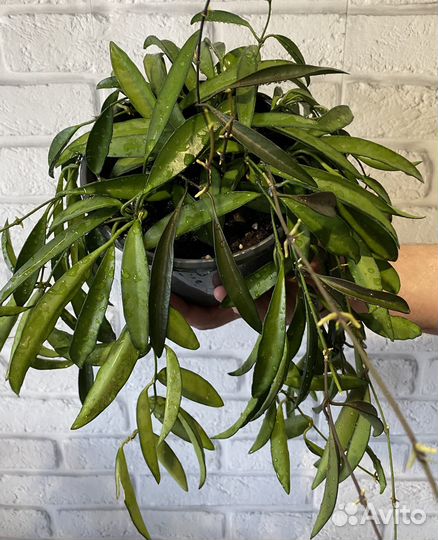 Хойи срез Кентиана,Кримсон,Лиза,Вайети и другие