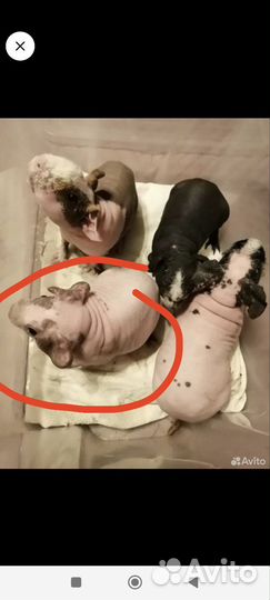 Морские свинки Скинни