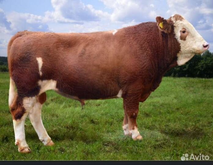 Продам быка
