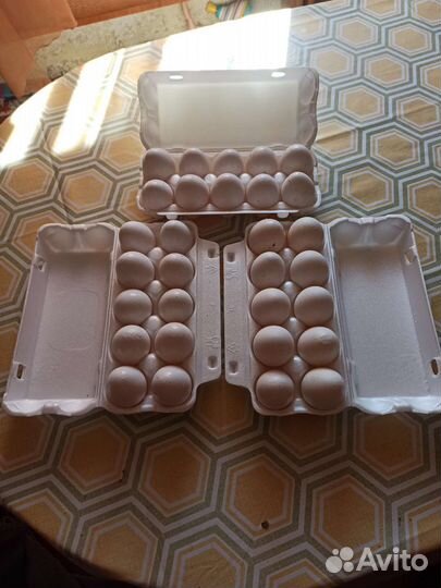 Куры несушки продам
