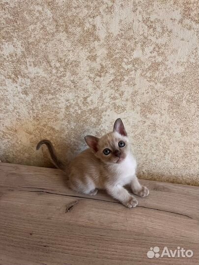 Бурманская