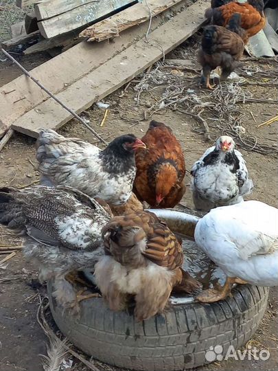 Куры и петушки Брама