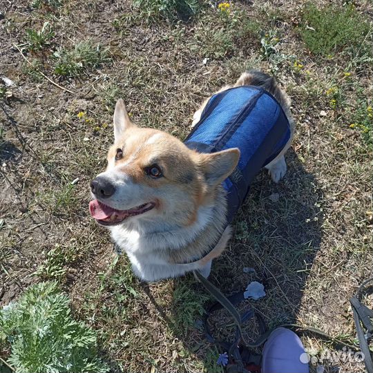 Охлаждающая попона для некрупной собаки