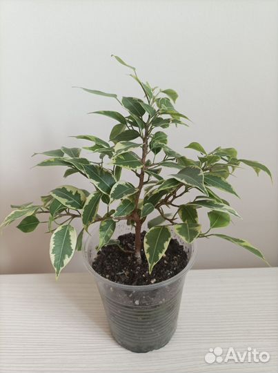 Фикус бенджамина пестролистный