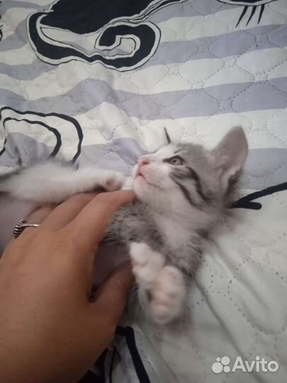 Кошка в дар