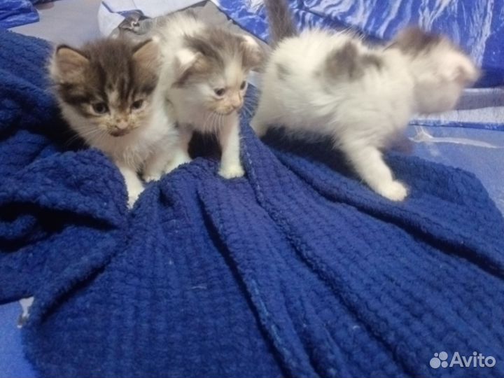 Кошки