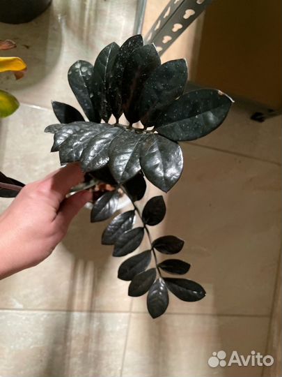 Замиокулькас черный тайский