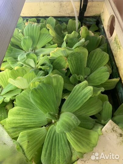 Пистия аквариумное растение