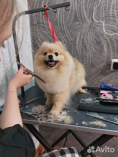 Груминг кота или собачки /Грумер/стрижка животных