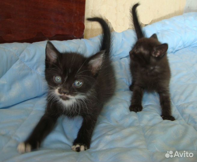 Котята в добрые руки приучены к лотку