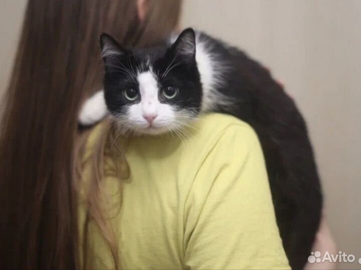 Кошка Белка ищет дом