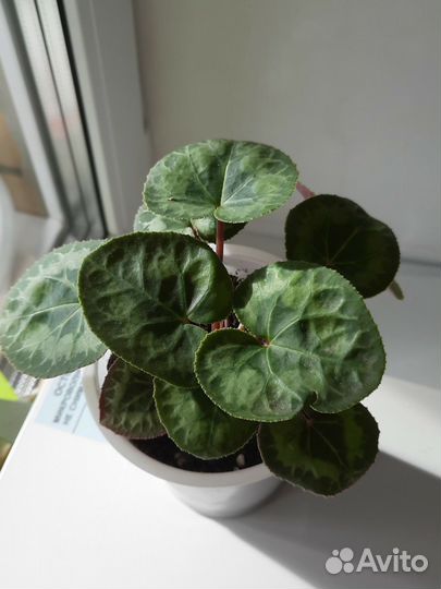 Цикламен сеянец