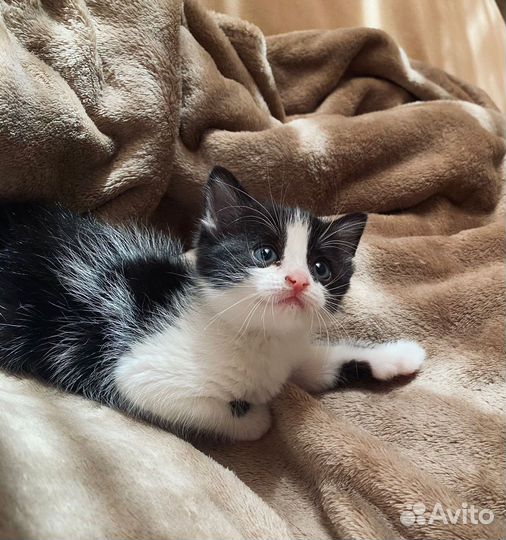 Котенок девочка в добрые руки