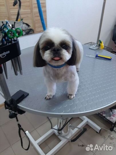 Стрижка собак декоративных пород