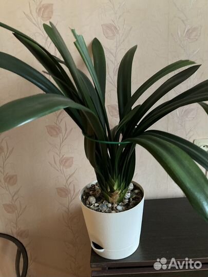 Комнатные цветы кливия