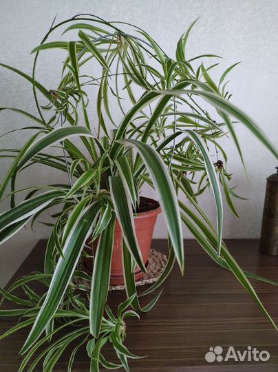 Хлорофитум кудрявый, маленький -100