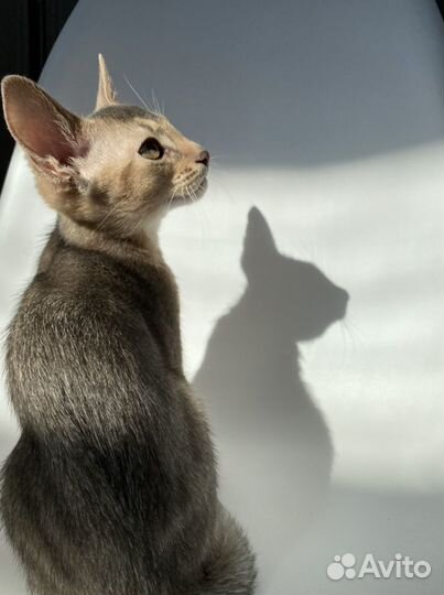 Шикарный голубой кот