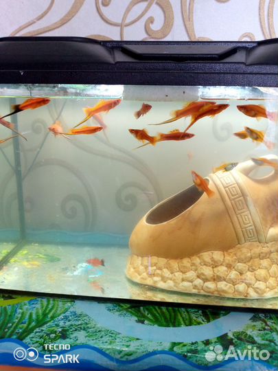 Аквариумные рыбки