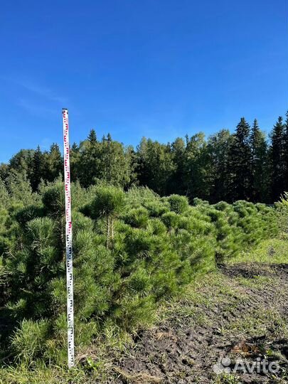 Сосна обыкновенная стриженная