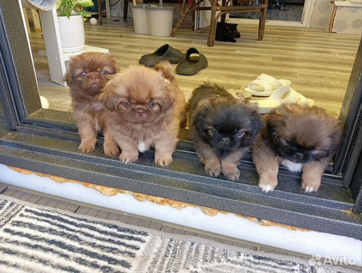 Щенки пнкинеса