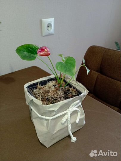 Антуриум красный