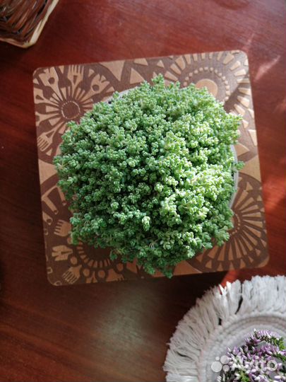 Седум, каланхоэ Розовые бабочки и хавортия