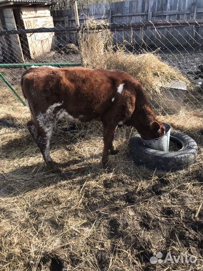 Коровы, тёлка