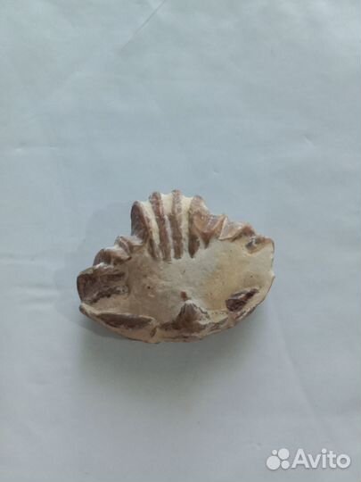 Ракушка доисторическая