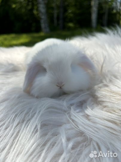 Голубоглазый белоснежный декоративный кролик