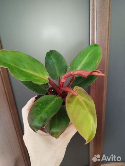 Филодендрон Малай Голд, Кспнаду, Принц Оранж