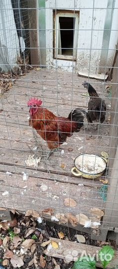 Куры, петухи