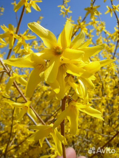 Форзиция снежноягодник