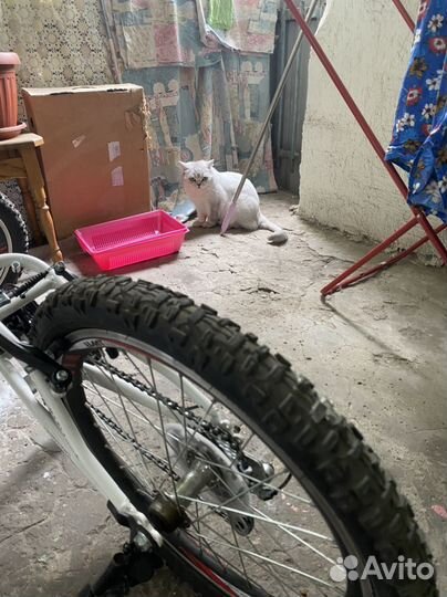 Кот в добрые руки