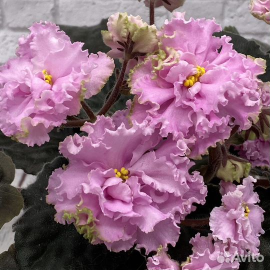 Сортовые фиалки