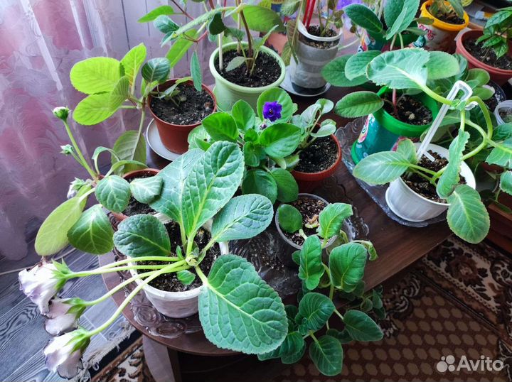 Комнатные цветы