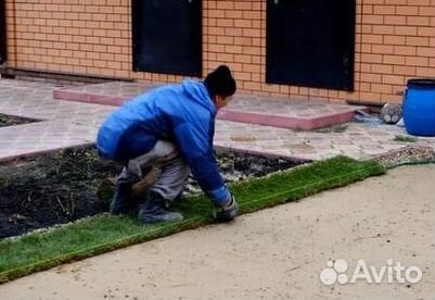 Продажа Рулонного газона