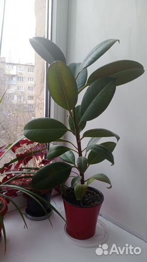 Комнатные растения