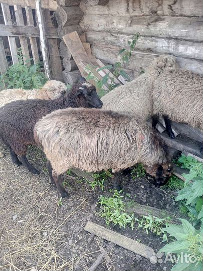 Овцы бараны ягнята