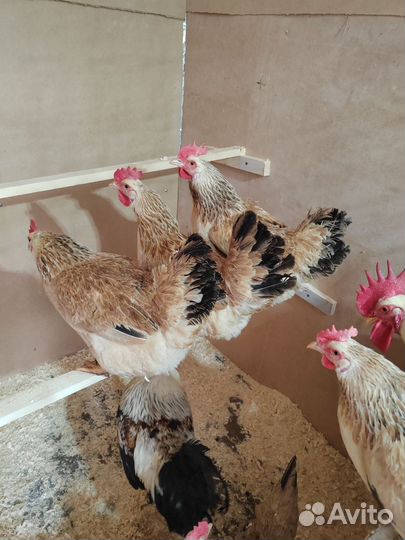 Инкубационное яйцо кур