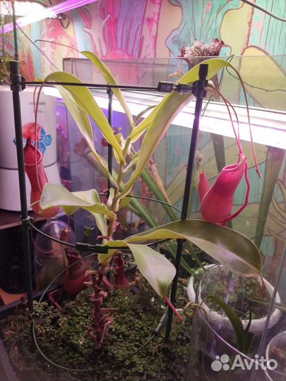 Непентес вентрата