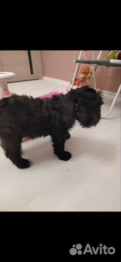 Кавапу вязка