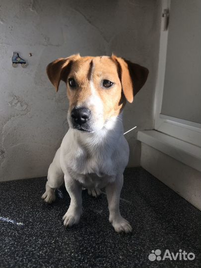 Вязка джек Рассел терьер