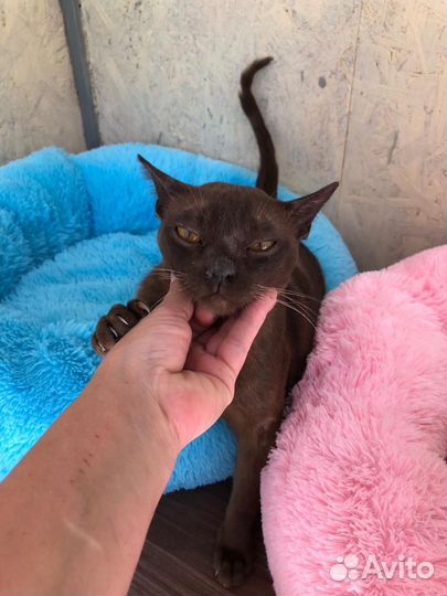 Бурманская кошка бесплатно