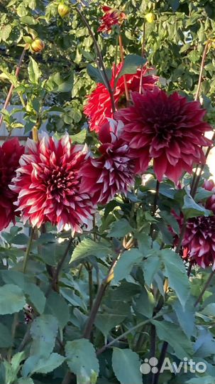 Клубни Георгина