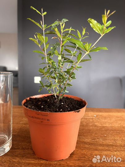 Декоративный гранат