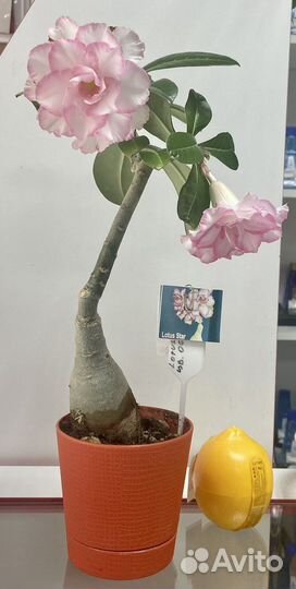 Адениум махровый привитый